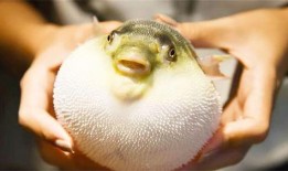 河豚在线观看,揭秘神秘海洋生物的奇幻世界