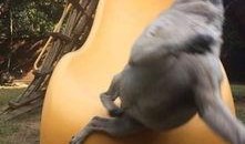 巴哥爆料典藏视频下载,揭秘热门事件幕后真相